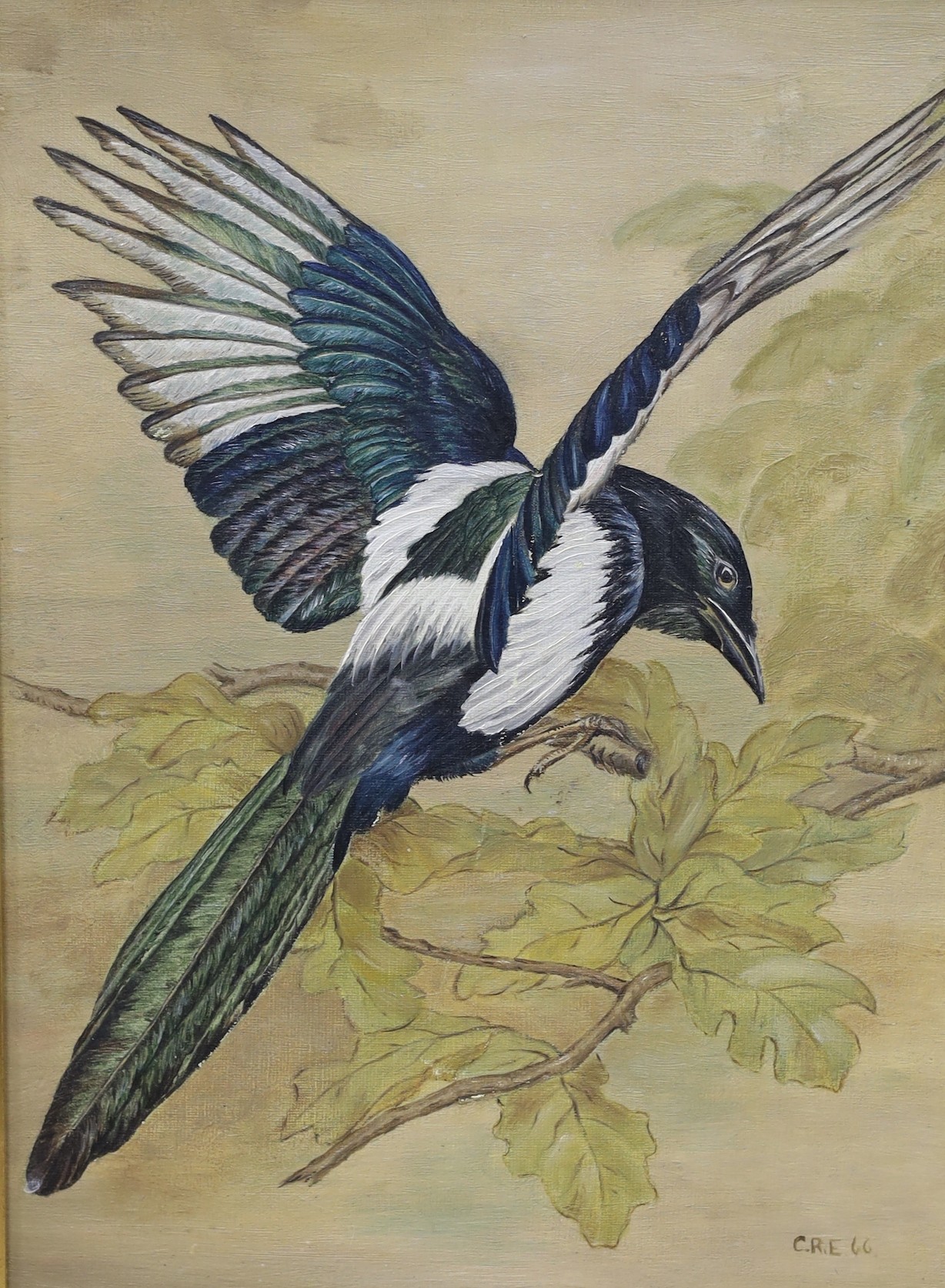 C.R.E. pair of oils on board, Studies of a Green Woodpecker and a Magpie, initialled and dated '66, 38 x 28cm